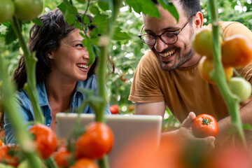 Smiling Couple Working Together Picking Ripe Tomatoes In Sunny Greenhouse With Natural Lighting And Lush Green Plants