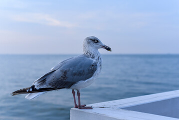 a seagull sits on a fence against the backdrop of a seascape.