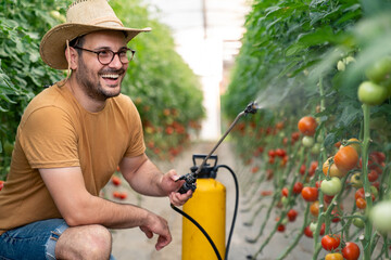 Young Adult Man Spraying Tomato Plants In Bright Greenhouse Carrying Tomatoes