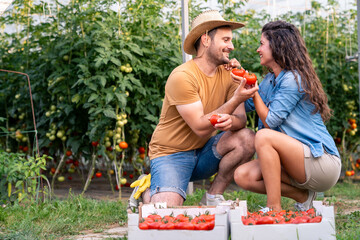 Young Caucasian Couple Harvesting Red Tomatoes In Lush Greenhouse With Smiles And Casual Clothing