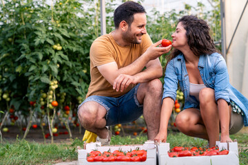 Smiling man and woman harvesting ripe red tomatoes in greenhouse enjoying fresh produce