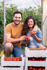 Smiling man and woman harvesting fresh red tomatoes in greenhouse agriculture smiling together