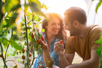 Bright Natural Light Greenhouse with Smiling Couple Harvesting Fresh Red Tomatoes Together