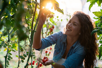 Smiling Woman Harvesting Red Tomatoes Wearing Blue Denim Shirt in Sunny Greenhouse