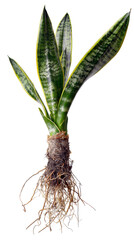 A snake plant with exposed roots is isolated against a transparent or white background, showcasing its foliage and root system.