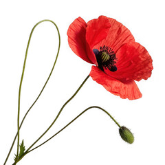 Obraz premium Vibrant red poppy flower with stem and bud isolated on white background perfect for botanical illustration and floral design