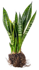 A close-up studio shot of a snake plant with exposed roots, showing vibrant green leaves.