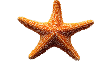 Orange starfish isolated on transparent background