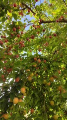 trees full of plums in summer, Nice, France