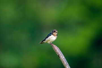 A small, brown and white bird, likely a young swallow, perches attentively on a weathered branch, its feathers slightly ruffled, against a soft, unfocused green background.
