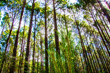 sun shining through the trees