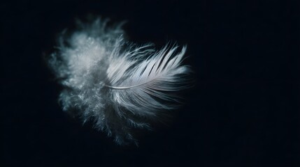 Obraz premium A delicate white feather drifts serenely in the darkness softly lit