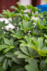 Vibrant Green Plant Leaves Displaying Natural Freshness and Growth