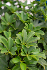 Close-up of vibrant green plant leaves with natural light, a fresh botanical background