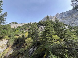 Evergreen forest or coniferous trees in the Alpine valley of Reichenbachtal, Switzerland - Immergrüner Wald oder Nadelbäume im Alpental Reichenbachtal, Schweiz