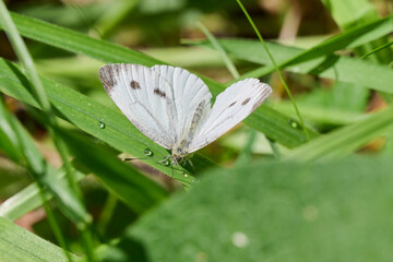 cabbage butterfly in the sun on a green leaf with water droplets