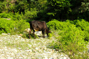 A black cow grazes on sparse grass among white river rocks, surrounded by bright green bushes in a sunny valley in Swat, Pakistan