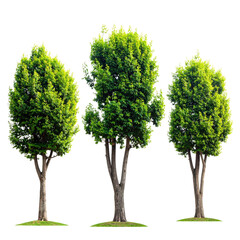 Three lush, green trees with brown trunks stand on grass against a black background