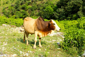 Fototapeta premium A tan and brown domestic cow (or bullock) standing in a rocky, grassy field, backed by lush green foliage and a forested hillside.