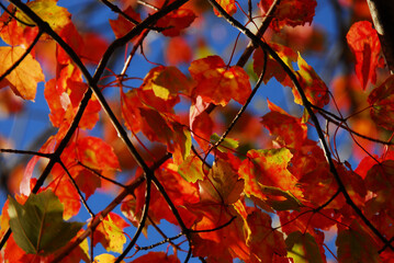 AUTUMN- Close Up of Beautifully Colorful Maple Leaves Against Blue Sky