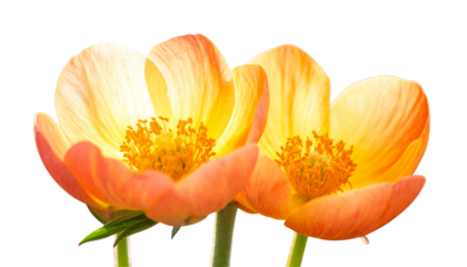  Single Bloom Floral Cutout on Clean White Surface