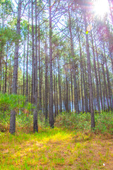 autumn forest in the morning