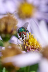 close-up of a fly's face, showing eyes, beak and legs with green body