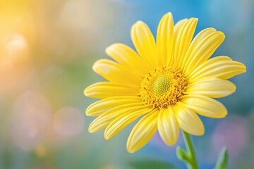 Obraz premium Closeup Yellow Daisy Blossom with Bright Petals, Spring Floral, Abstract Background