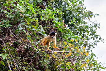 The Bolivian squirrel monkey (Saimiri boliviensis)