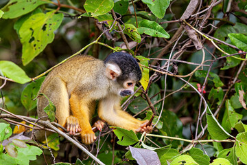 Obraz premium The Bolivian squirrel monkey (Saimiri boliviensis)