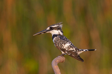 Pied Kingfisher waiting on a branch with its tail in the air