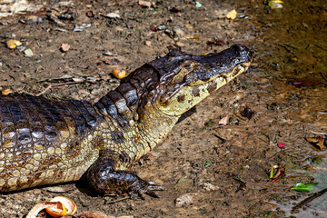The Black Caiman (Melanosuchus niger) in the Pampas Swamps of Bolivia