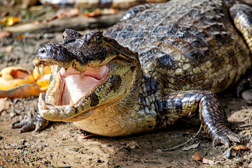 The Black Caiman (Melanosuchus niger) in the Pampas Swamps of Bolivia