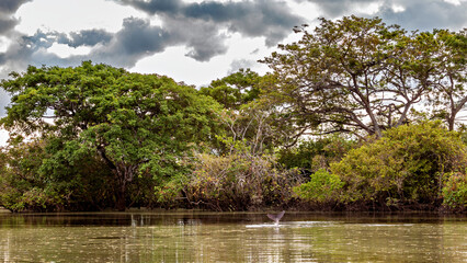 The Jungle of the Pampas Swamps in Bolivia