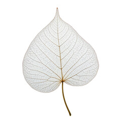 Delicate white skeleton leaf against black background, heart-shaped, detailed veins