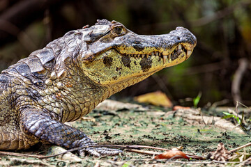 The Black Caiman (Melanosuchus niger) in the Pampas Swamps of Bolivia