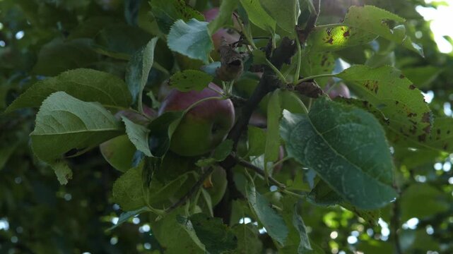 Ripe organic apples are hanging on the apple tree. The concept of harvesting and farming