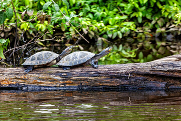 Yellow spotted river turtles (Podocnemis unifilis) in the Pampas swamps of Bolivia