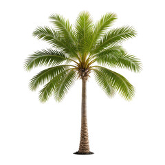 Obraz premium Isolated tropical palm tree with green fronds and a brown trunk (1)