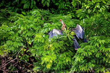 The American darter (Anhinga anhinga) in the Pampas Swamps of Bolivia