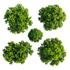 Obraz premium Overhead view of five leafy trees against a black background, arranged in a central pattern