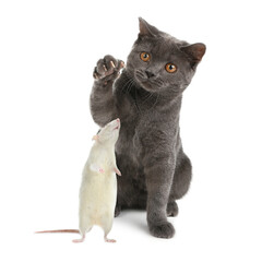 Cute rat and cat on white background