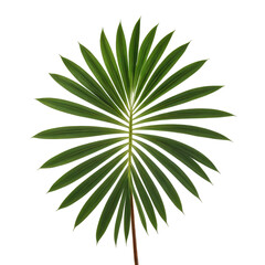 Fototapeta premium Isolated green palm leaf with intricate details, against a black background