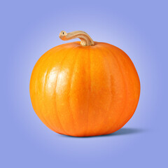 Whole ripe pumpkin on blue violet background