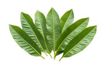 Green leaves arrangement isolated on a transparent background