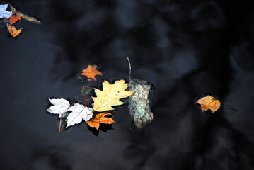 AUTUMN-FALL- Colorful Leaves Floating on Dark Water