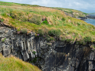 A stunning coastal view in West Cork shows a steep, rocky cliff covered in green grass and small flowers, meeting the Atlantic ocean. The textures of the rock formations are visible.