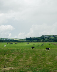 A rural landscape with grazing livestock. Cows graze in a vibrant green field.