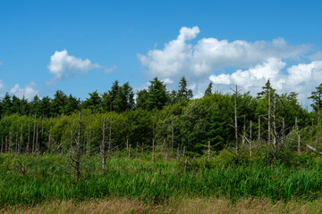 A sunny landscape featuring lush green trees, tall grass, and bare tree trunks in a field in West Cork. The blue sky is dotted with fluffy white clouds.