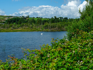 A swan swims in a blue lake surrounded by green trees and shrubs. The sky is blue with white clouds. Located in scenic West Cork.